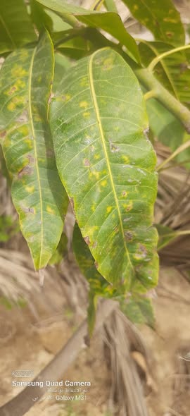 الرجاء التشخيص والعلاج شجر مثمر وواخد خدمه